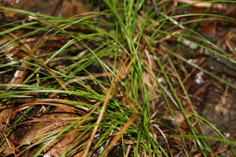 Pennsylvania sedge showing fine-textured sedge leaves and low clumping growth.
