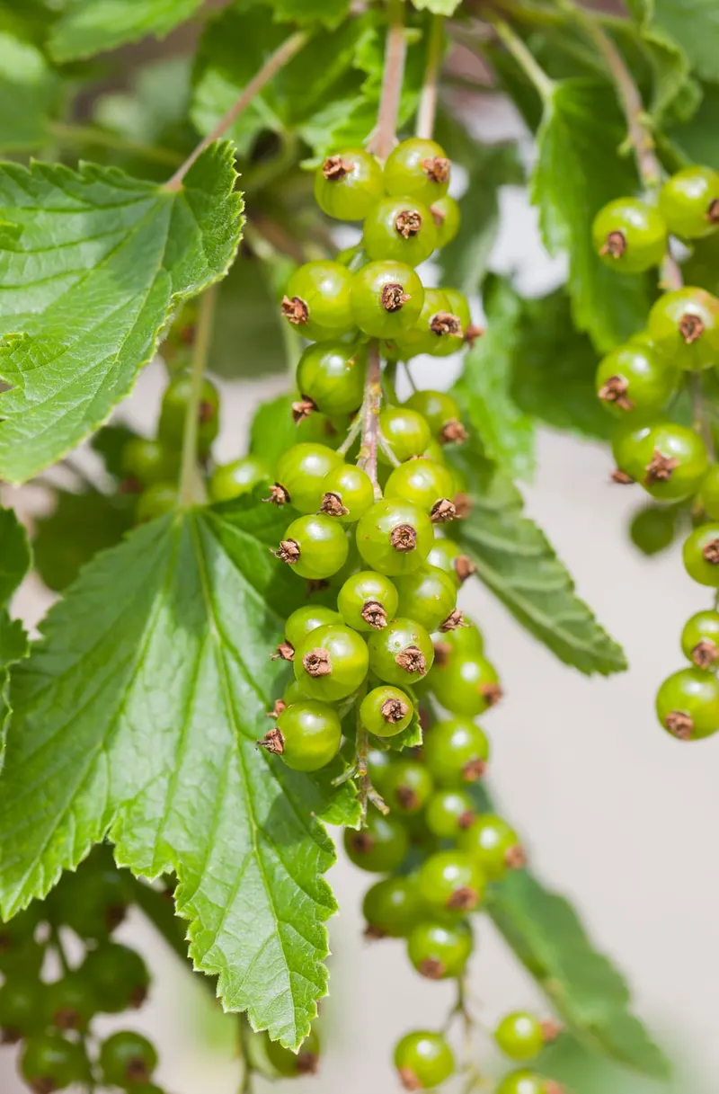 Red currant showing leafy stems and red fruit clusters.