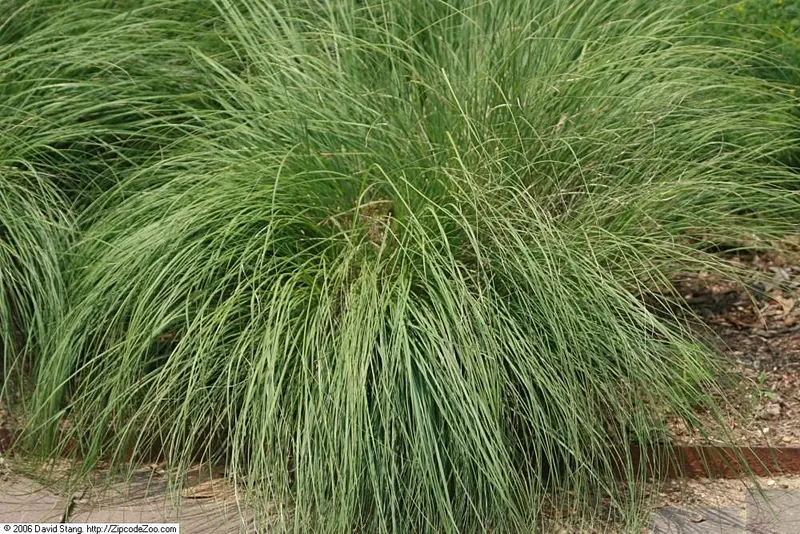 Prairie dropseed showing fine arching grass blades in a mounded clump.