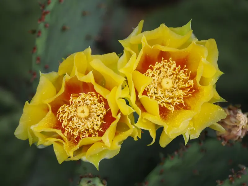 Eastern prickly pear showing cactus pads, flowers, and fruit where visible.