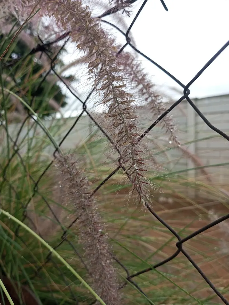 Purple love grass showing fine grass foliage and airy purple seed heads.