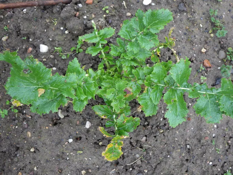 Turnip plant showing leafy tops and round roots where visible.