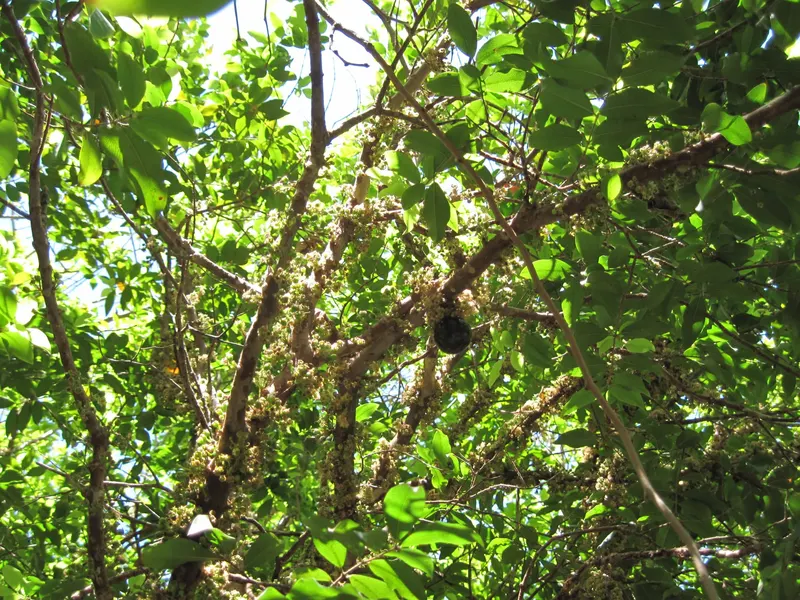 Jaboticaba tree showing glossy leaves and fruit borne on woody stems.