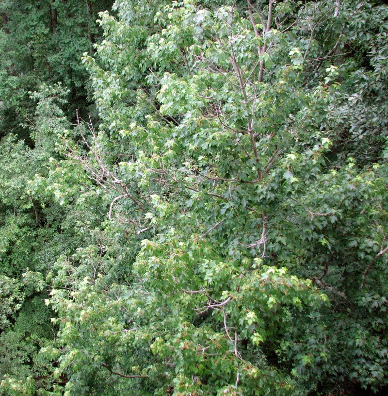 Red maple showing maple leaves and tree branch structure.
