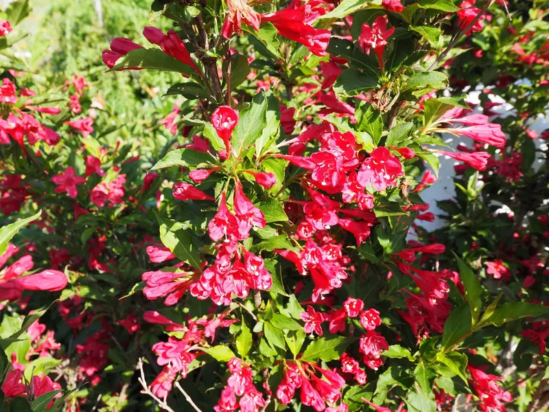 Red Prince weigela shrub showing foliage and plant structure.