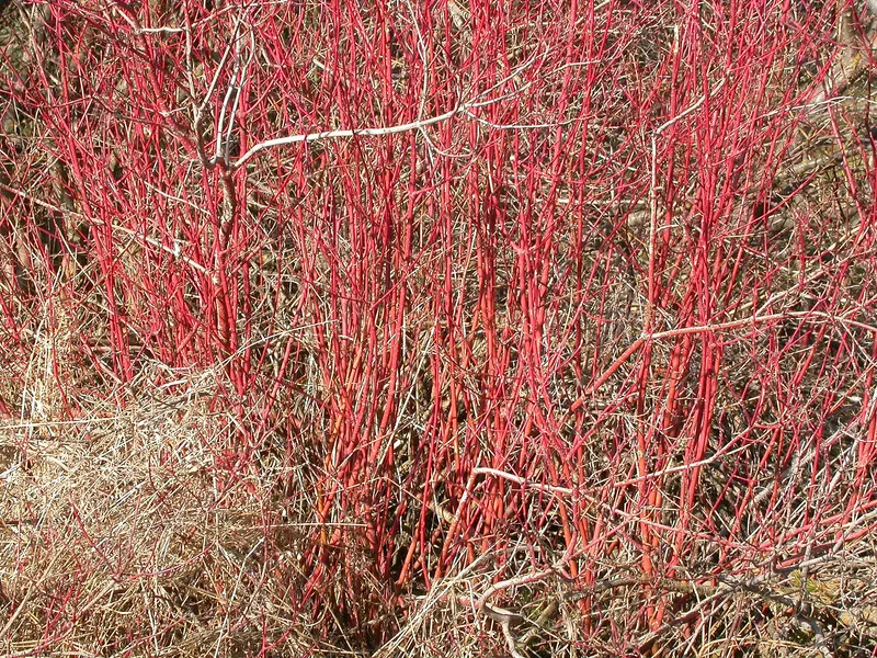 Red twig dogwood shrub showing red stems and leaves.