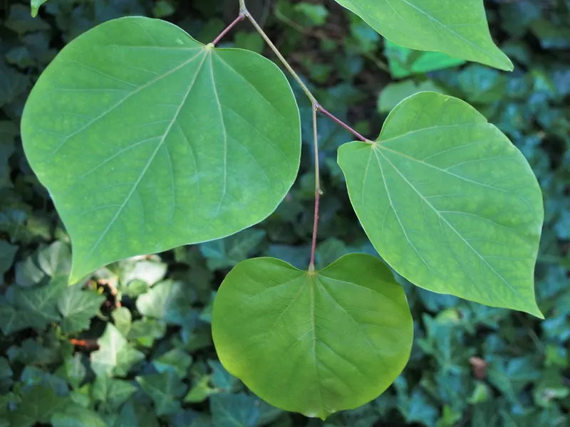 Eastern redbud showing branching tree habit, heart-shaped leaves, and spring flowers.