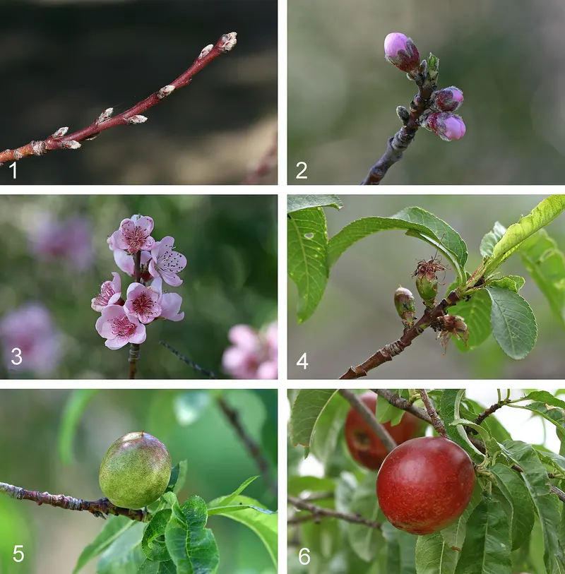 Peach branch showing narrow leaves and fruit.