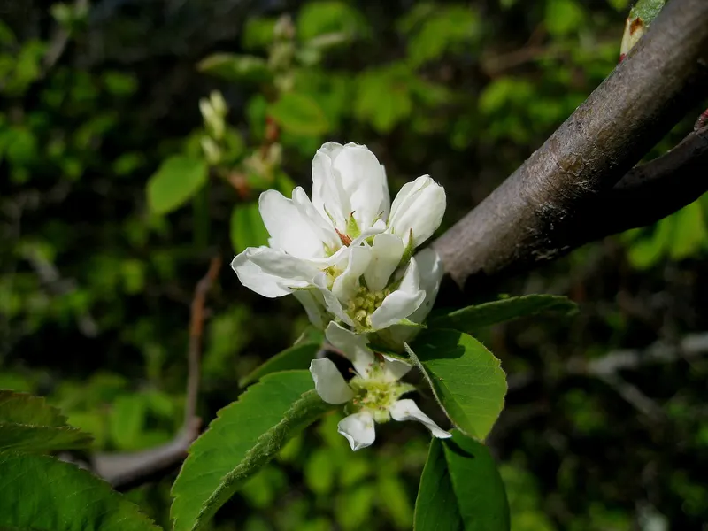 Serviceberry blossoms on woody stems with leaves.
