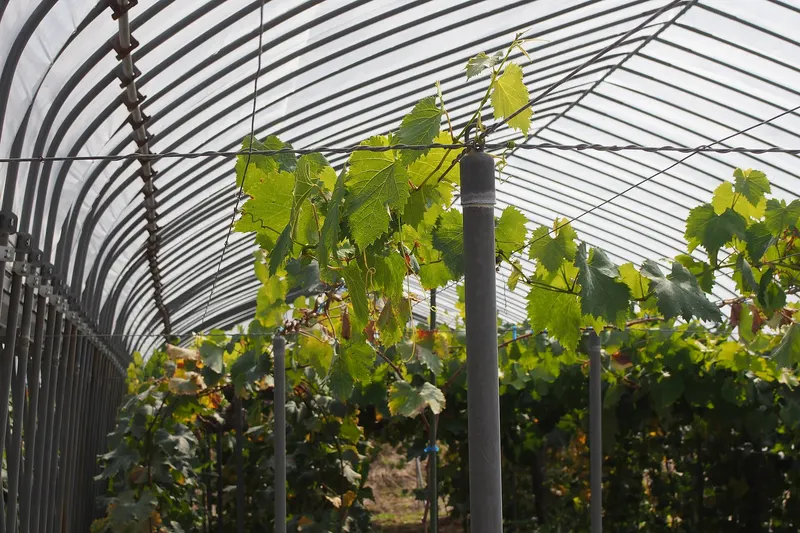 Grape vine showing leaves and clusters.