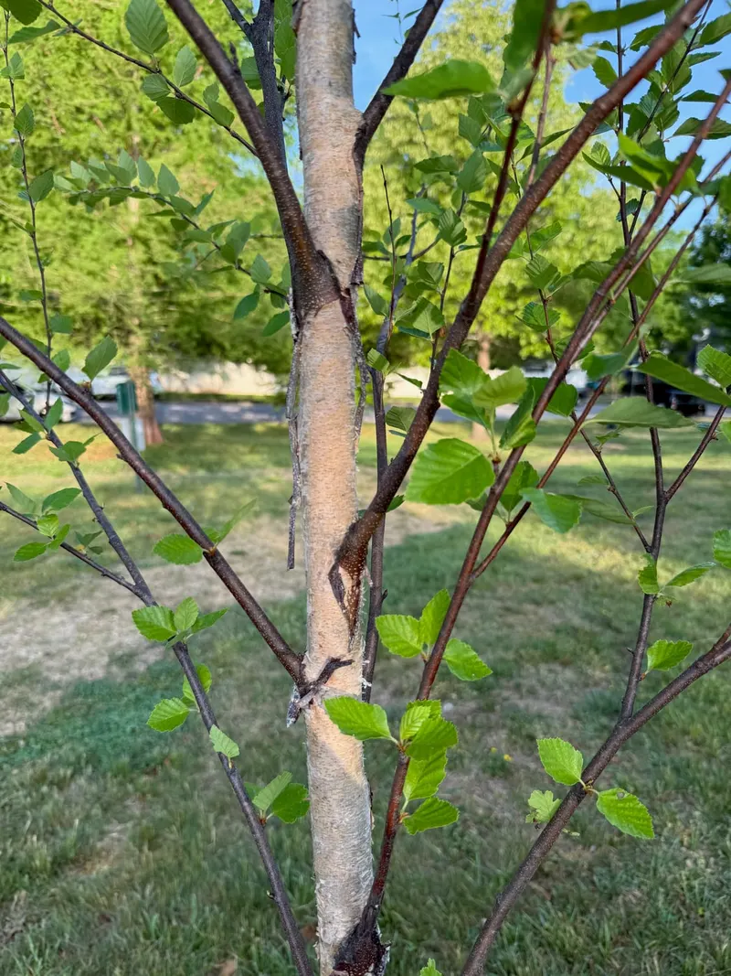 River birch showing peeling bark and leafy branches.