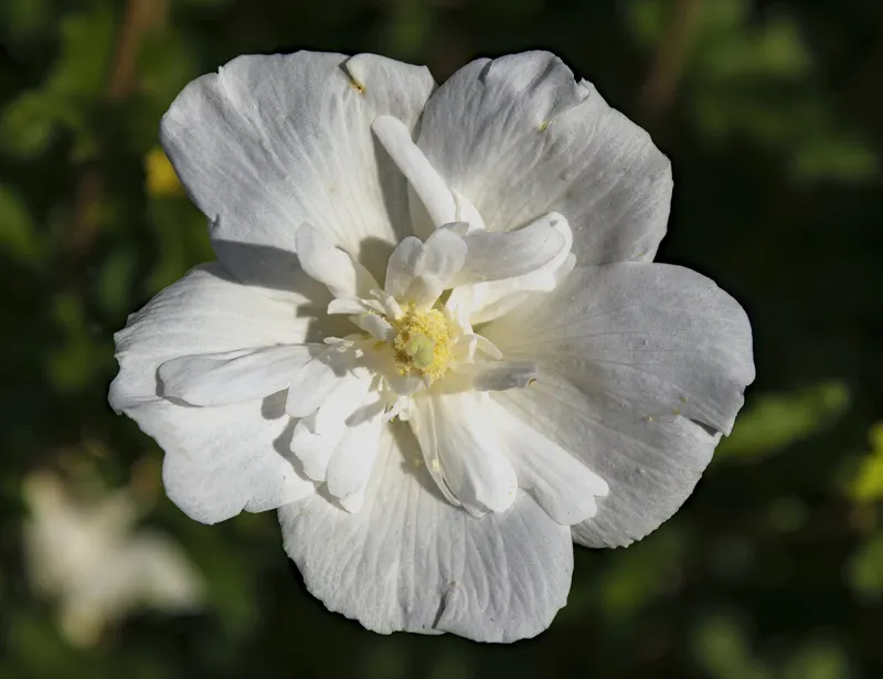 Rose of Sharon showing shrubby stems, leaves, and hibiscus-like flowers.