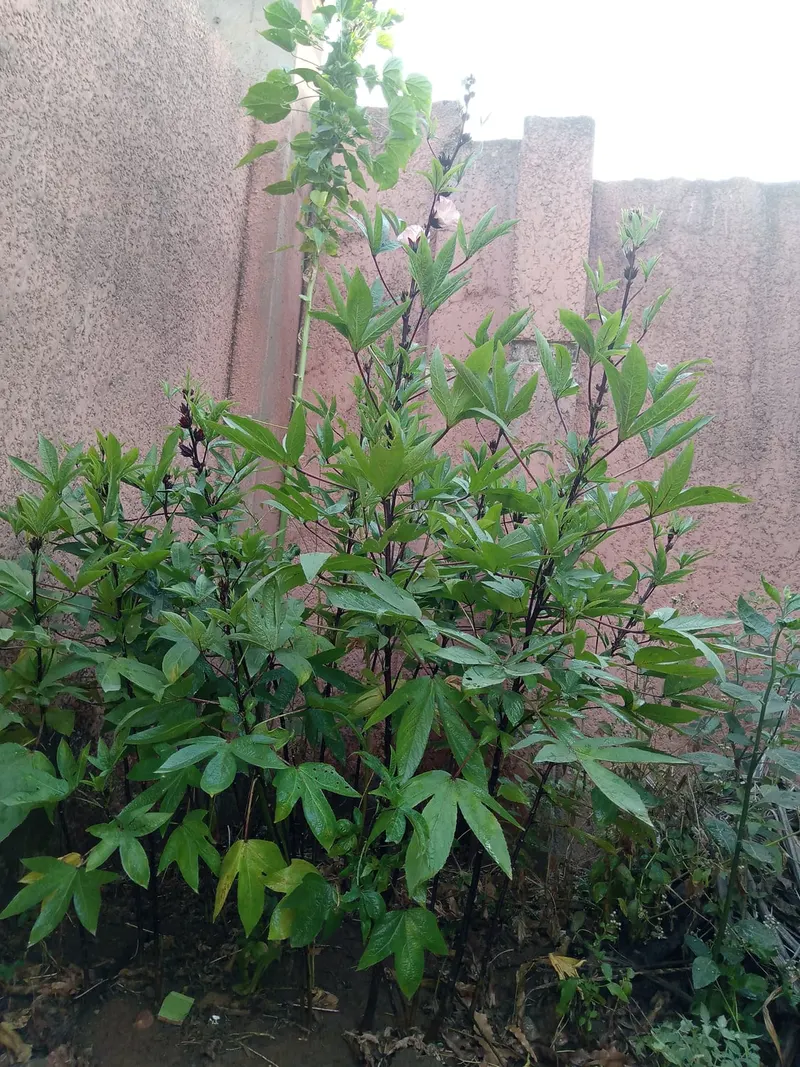 Roselle hibiscus showing lobed leaves, stems, and red calyces.