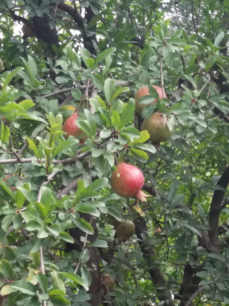 Pomegranate fruit on a leafy tree branch.
