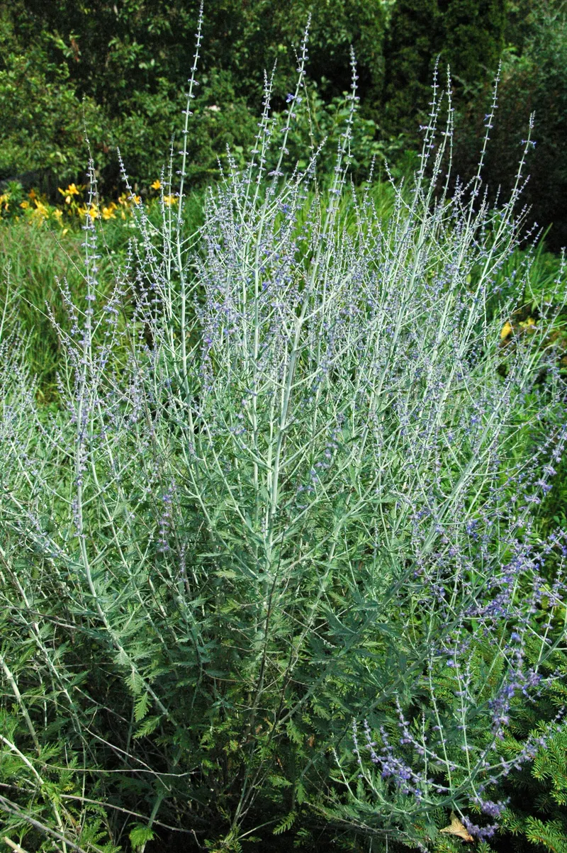 Russian sage plant showing silver stems and purple flowers.