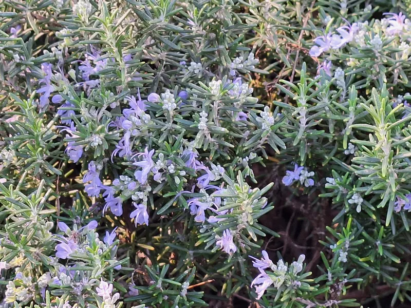 Culinary sage showing gray-green leaves and flower stems.