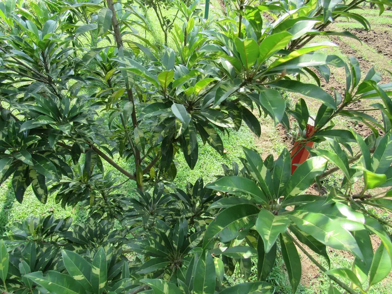 Sapodilla tree showing glossy leaves and brown fruit where visible.
