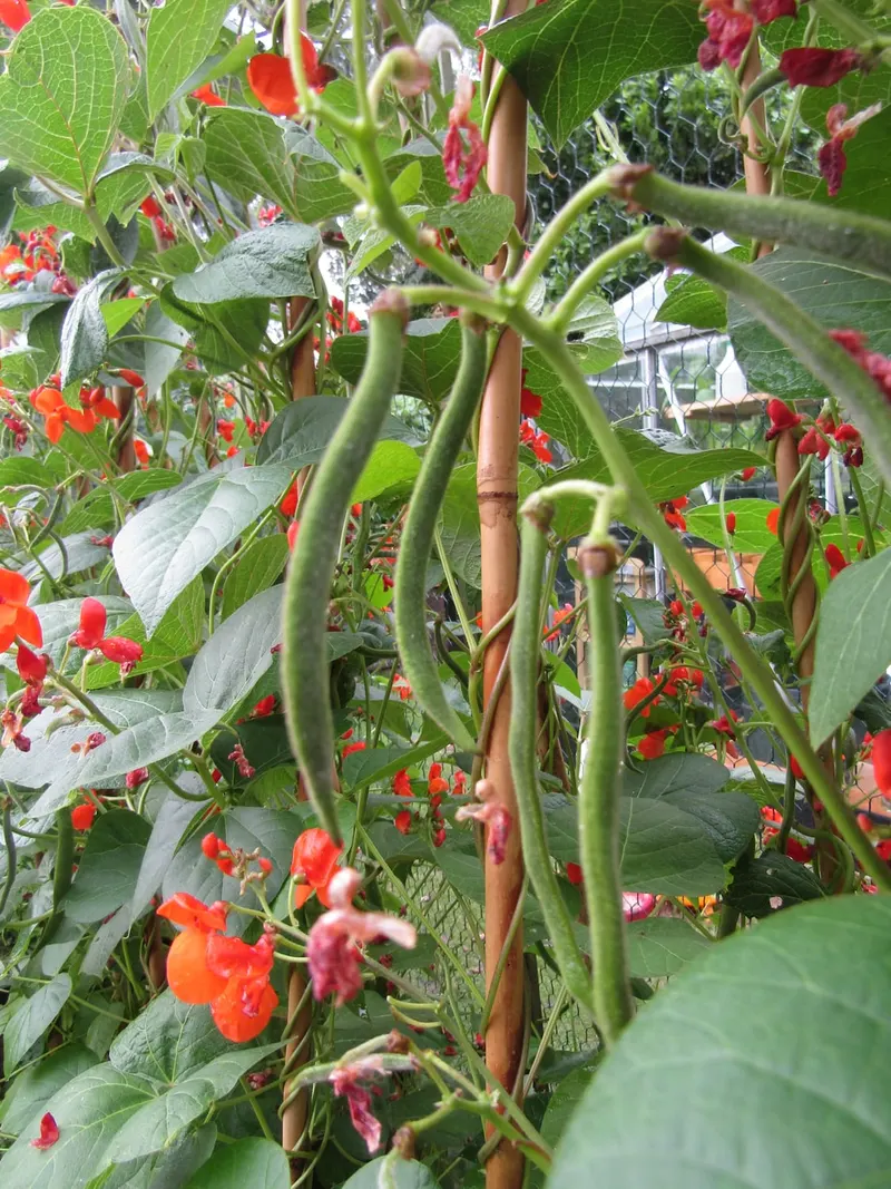 Scarlet runner bean showing vining stems, leaves, red flowers, and pods where visible.
