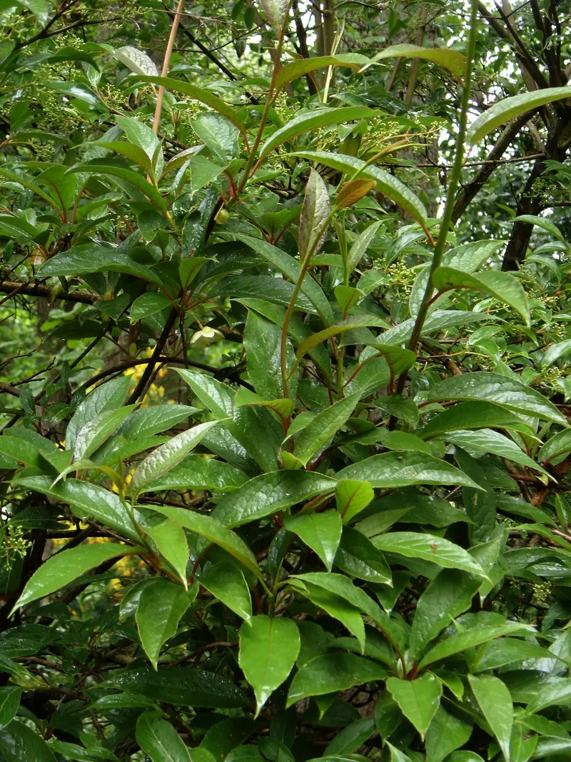 Schisandra vine showing twining stems, leaves, and red berries.