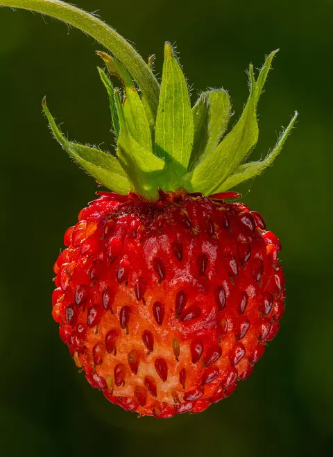 Ripe strawberry fruit close up.