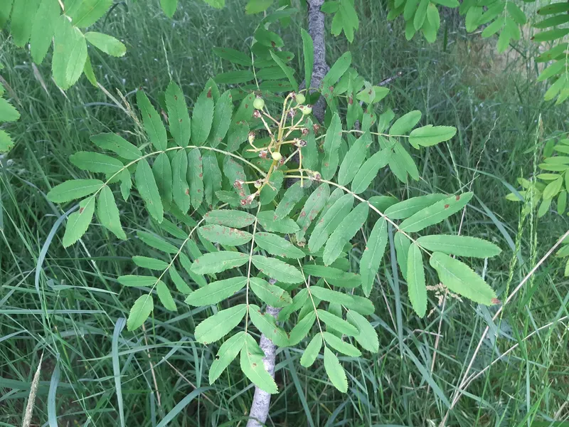 Shipova tree showing leafy branches and small pear-like fruit where visible.