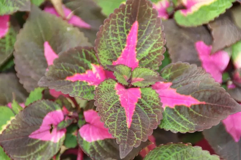 Shiso plant showing serrated aromatic leaves and upright stems.