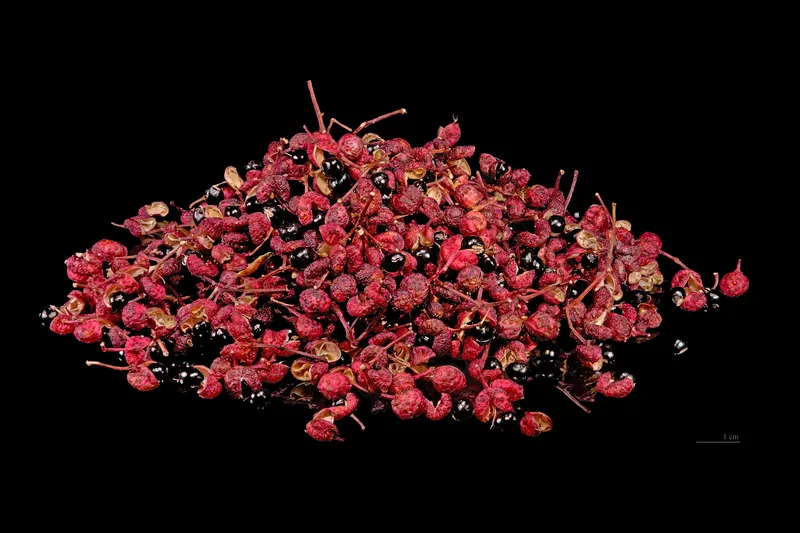 Sichuan pepper shrub showing foliage and plant structure.