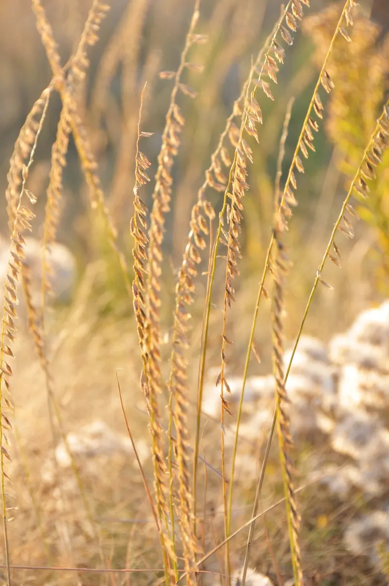 Side-oats grama showing slender grass leaves and one-sided seed heads.