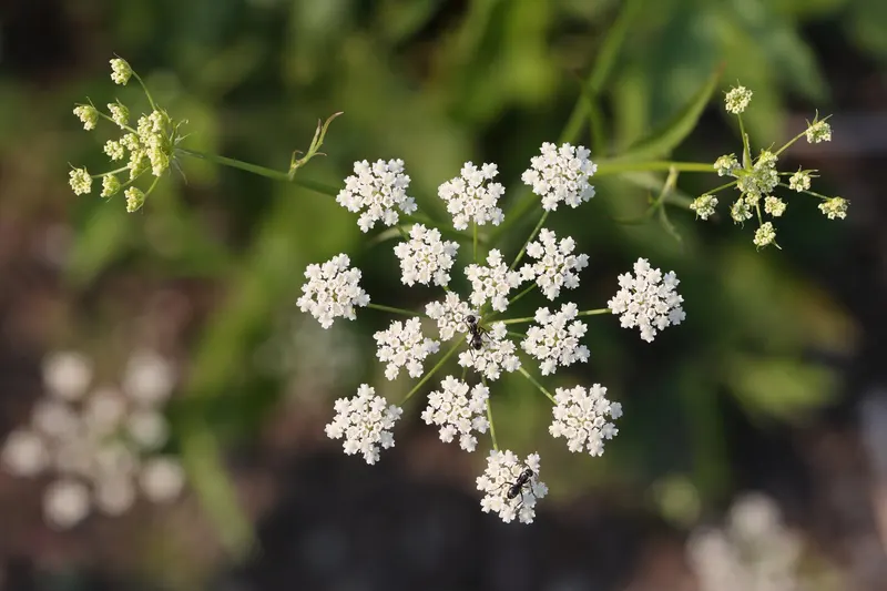 Skirret plant showing upright leafy stems and white umbels.