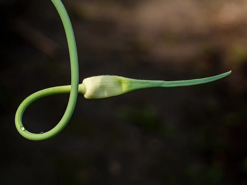Garlic plant showing upright leaves and young scape.