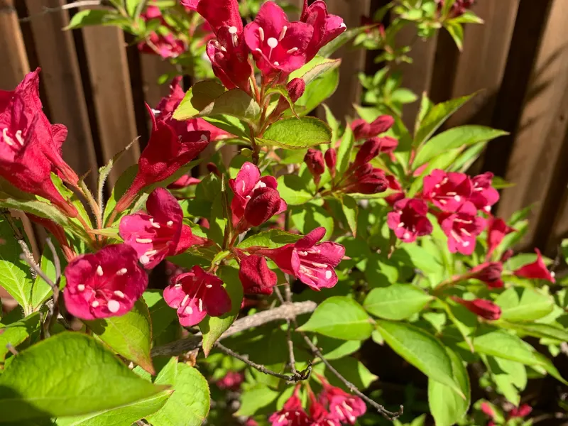 Weigela shrub showing leafy stems and tubular flowers.