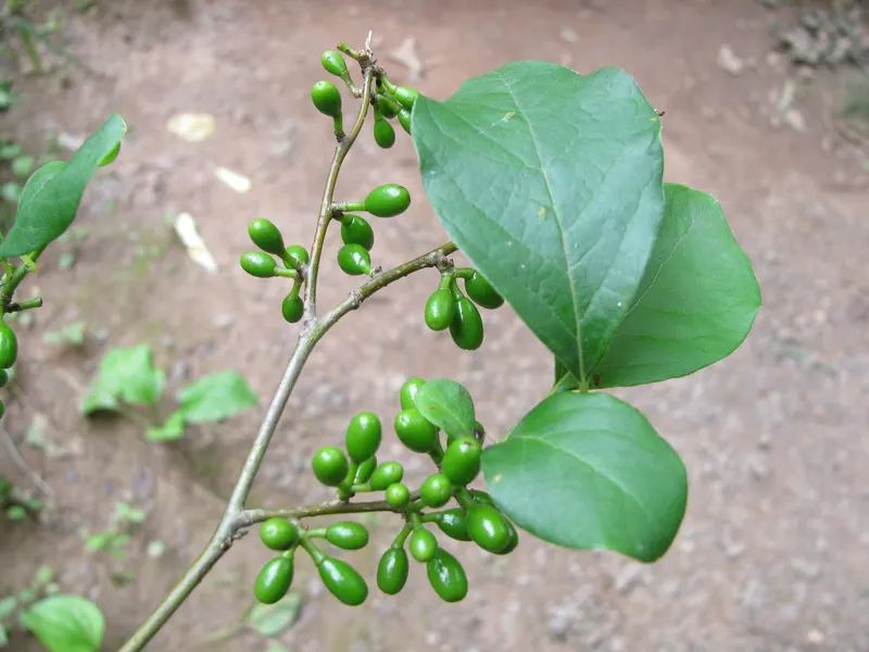 Spicebush showing leafy stems and red fruit where visible.