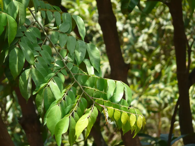 Starfruit tree showing compound leaves, branches, and star-shaped fruit.