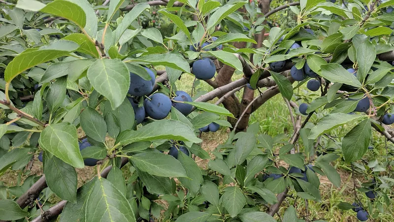 European plum branch showing leaves and fruit.