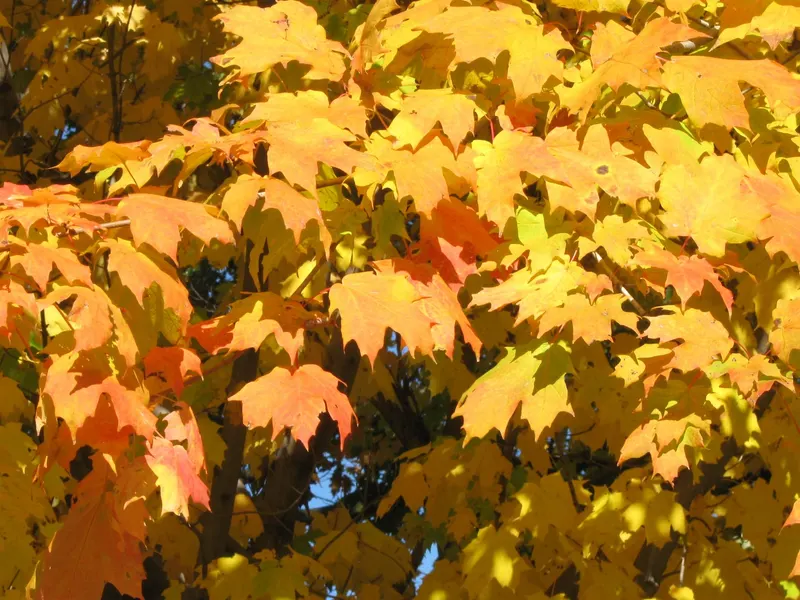 Sugar maple showing maple leaves and tree branch structure.