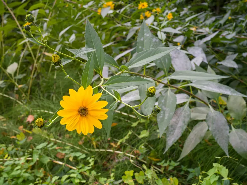 Sunchoke plant showing tall leafy stems and yellow sunflower-like flowers.