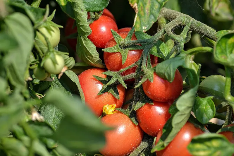 Cherry tomato plant showing leaves, stems, and fruit clusters.