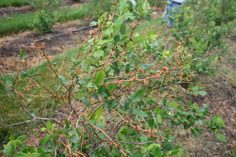 Blueberry bush with leafy stems and small berries.