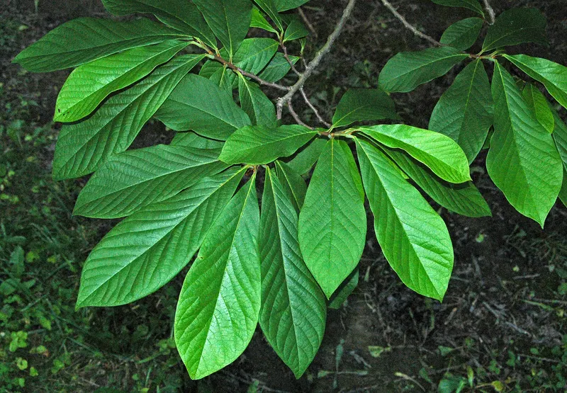 Pawpaw tree showing large leaves and branching structure.