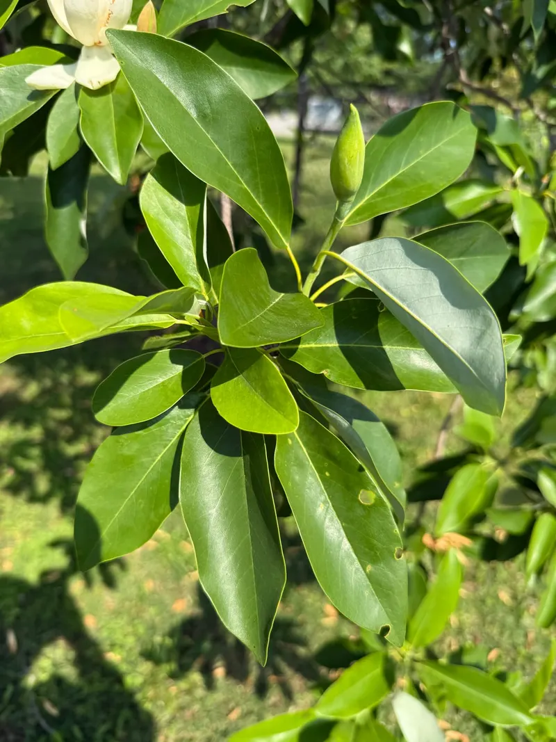 Sweetbay magnolia showing leafy branches and creamy white flowers.