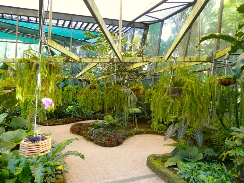 Tassel fern plant showing foliage and plant structure.