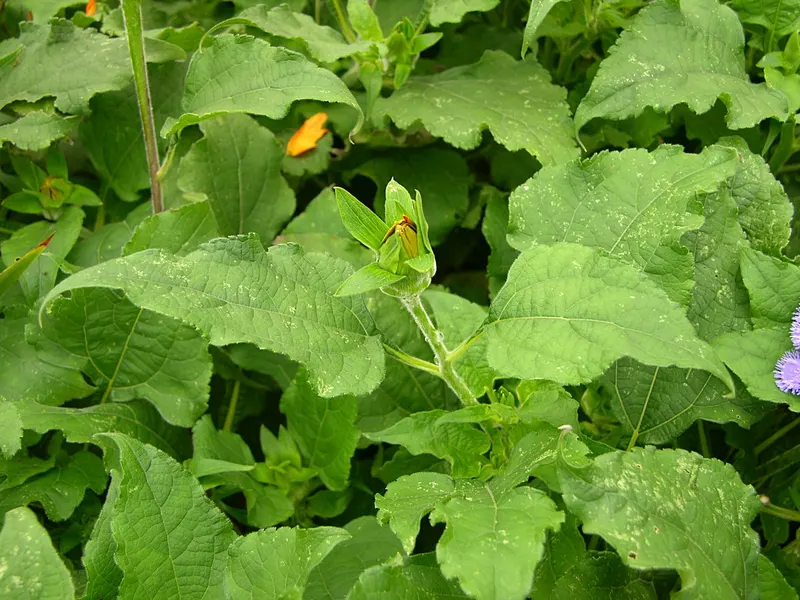 Mexican sunflower showing large leaves, branching stems, and orange flowers.