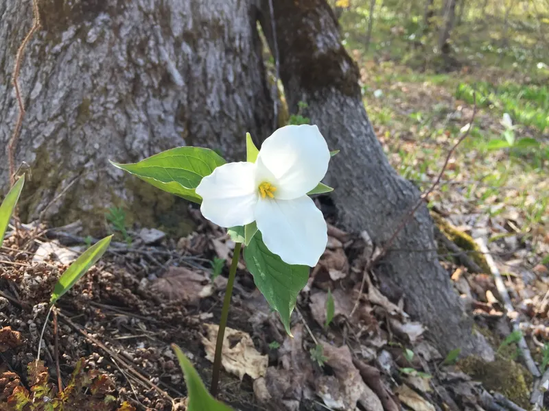 Great white trillium showing three-part leaves and white flowers.