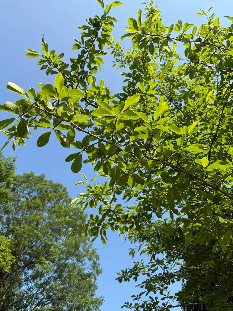 Black gum tree showing leafy branches and small fruit where visible.