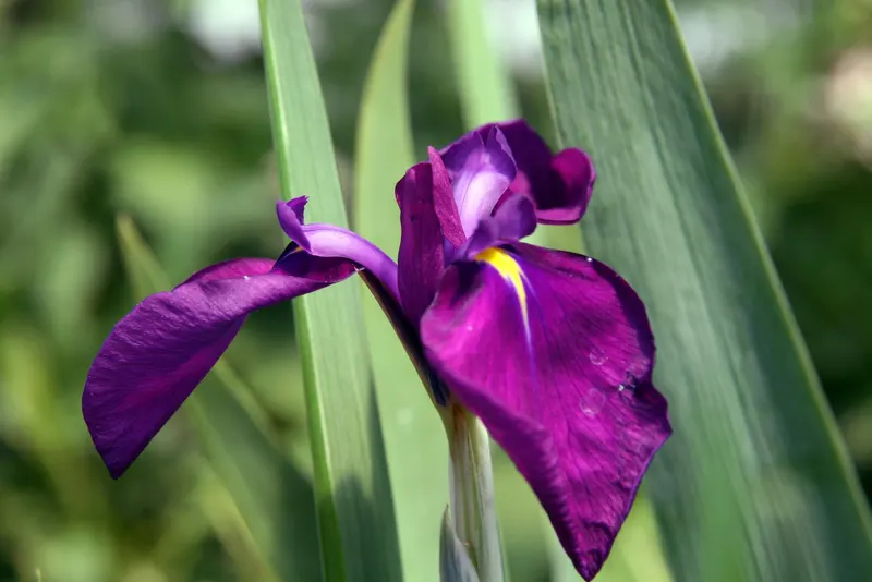 Variegated Japanese iris plant showing foliage and plant structure.