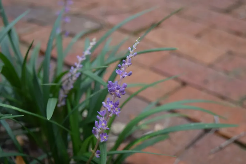Variegated liriope plant showing foliage and plant structure.