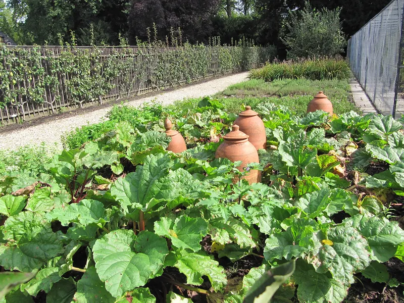 Rhubarb plant showing large leaves and stalks.