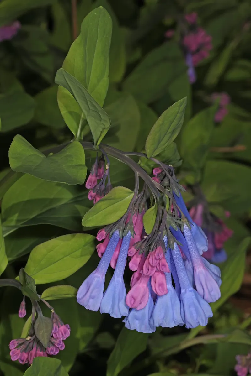 Virginia bluebells showing soft leaves and blue spring flowers.