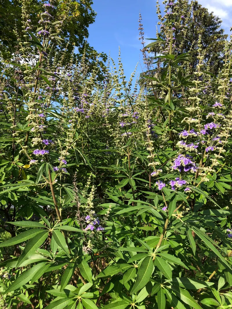 Chaste tree showing palmate leaves and purple flower spikes.