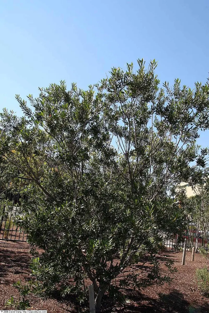 Wax myrtle showing evergreen leaves and waxy berries where visible.